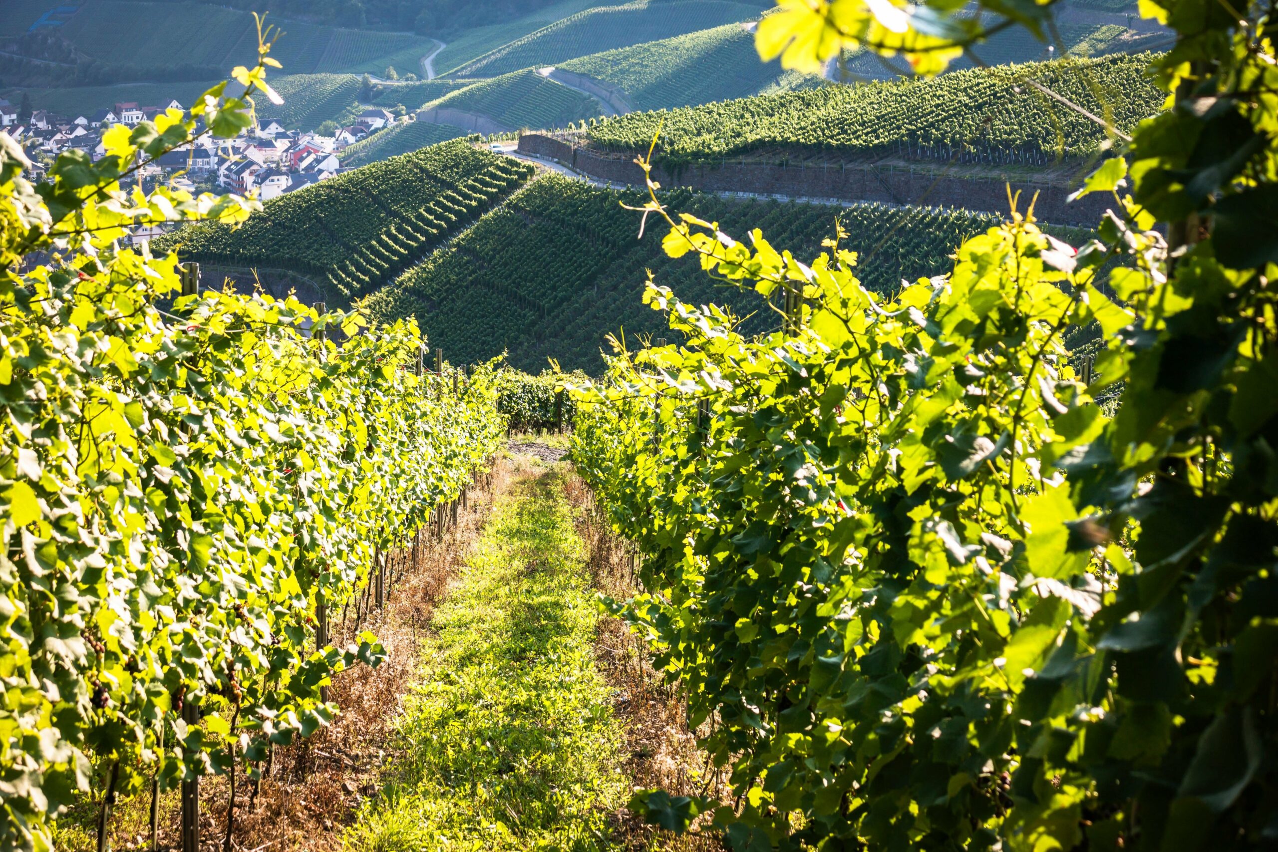 Slow travel and natural wine: a different way to explore Europe’s rural landscapes